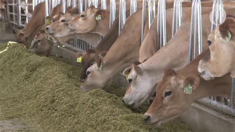 Oregon is home to the largest dairy in the nation, here's a.